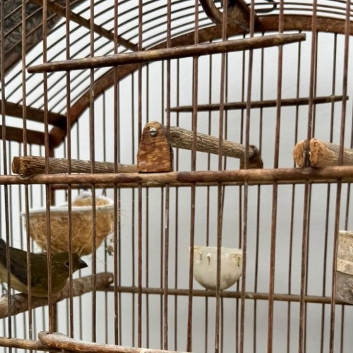 VR: Ação integrada resgata 11 animais mantidos irregularmente em propriedade no Jardim Suíça